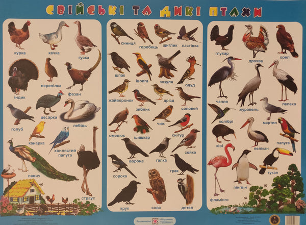 Poster. Domestic and Wild Birds