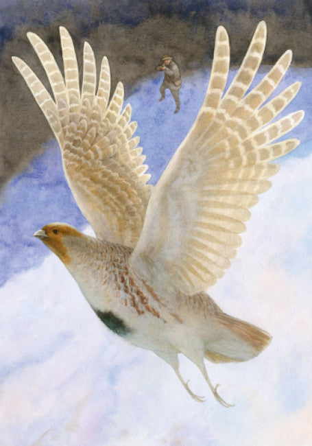 Червона Шийка