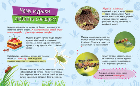 Чомусики. Комахи